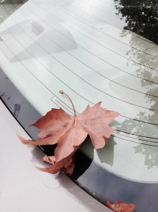 Leaf On Car